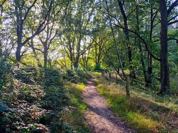 202309241-07 - Waldweg in der Boberger Niederung, Hamburg, Deutschland