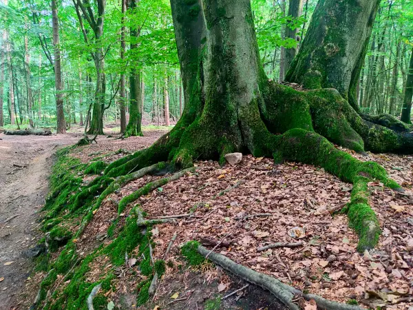 202308190-35 - Waldweg in der Fischbeker Heide, Hamburg, Deutschland