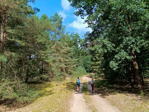 202508160-05 - Waldweg in der Kleinen Schorfheide, Uckermark, Brandenburg, Deutschland