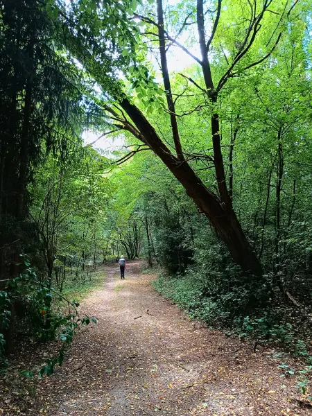 202508020-20 - Waldweg in der Märkischen Schweiz, Seenland Oder-Spree, Brandenburg, Deutschland