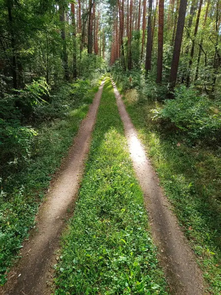 202608110-11 - Waldweg in der Schönower Heide bei Bernau, Barnimer Land, Brandenburg, Deutschland