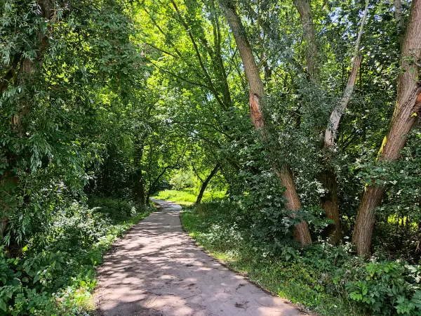 202308090-12 - Waldweg in Halle, Sachsen-Anhalt, Deutschland