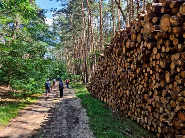 202308260-39 - Waldweg mit Holzpolter bei Löwendorf, Fläming, Brandenburg, Deutschland