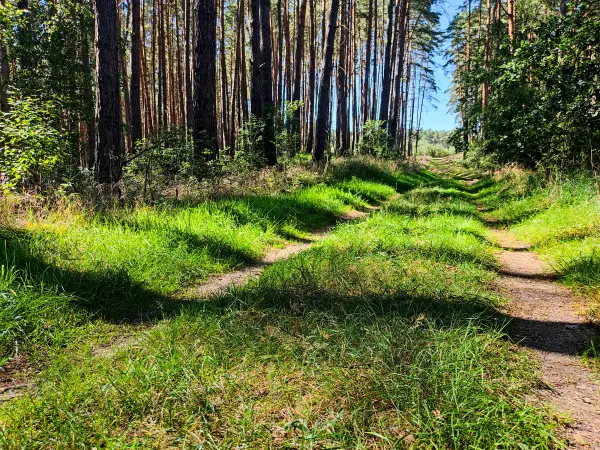 202309040-23 - Waldweg zwischen dem Wutzsee und dem Huwenowsee, Ruppiner Seenland, Brandenburg, Deutschland