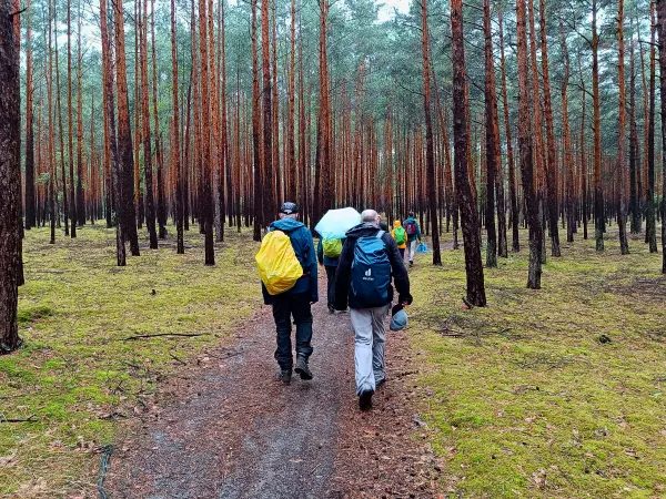 202507120-20 - Wandergruppe im Kiefernwald bei Klein Köris, Dahme-Seenland, Brandenburg, Deutschland