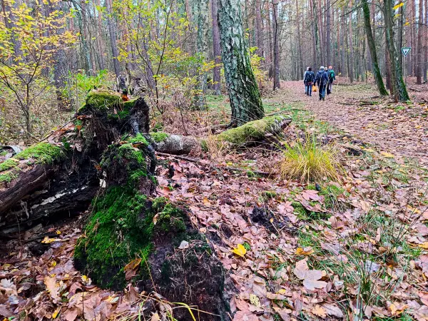 202311180-17 - Wandergruppe im Spandauer Forst, Berlin, Deutschland