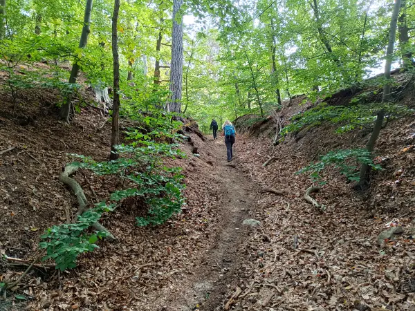 202609190-04 - Wanderweg bei Falkenberg (Mark), Seenland Oder-Spree, Brandenburg, Deutschland