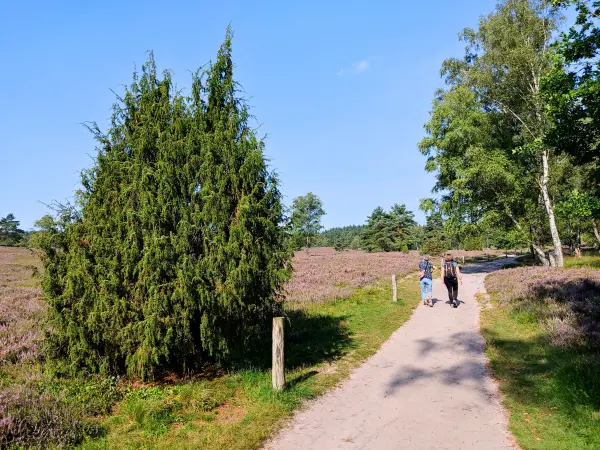 202308240-09 - Wanderweg im Büsenbachtal, Lüneburger Heide, Niedersachsen, Deutschland