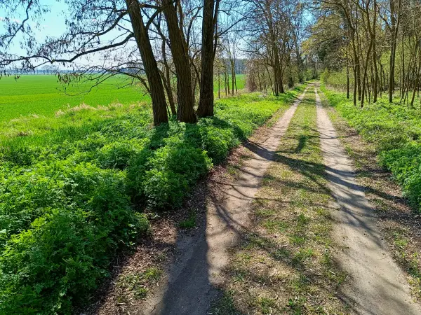 202604150-15 - Weg am Oderbruch nach Wuhden, Seenland Oder-Spree, Brandenburg, Deutschland