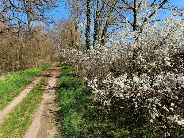 202604150-16 - Weg am Oderbruch nach Wuhden, Seenland Oder-Spree, Brandenburg, Deutschland