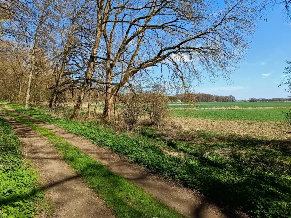 202604150-17 - Weg am Oderbruch nach Wuhden, Seenland Oder-Spree, Brandenburg, Deutschland
