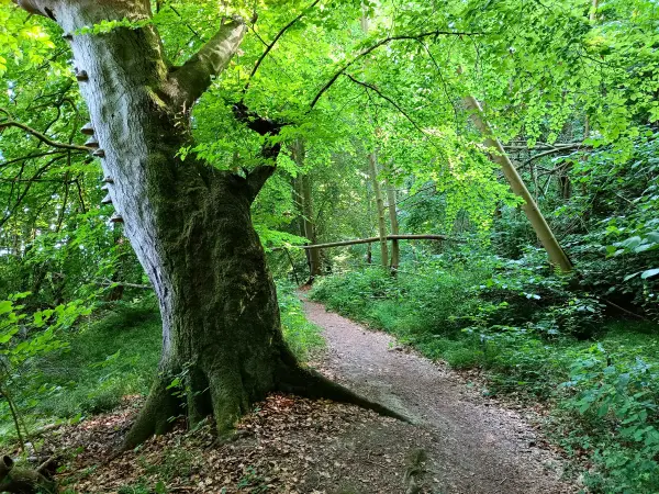 202506170-32 - Weg am Schweriner Außensee bei Gallentin, Mecklenburgische Seenplatte, Mecklenburg-Vorpommern, Deutschland