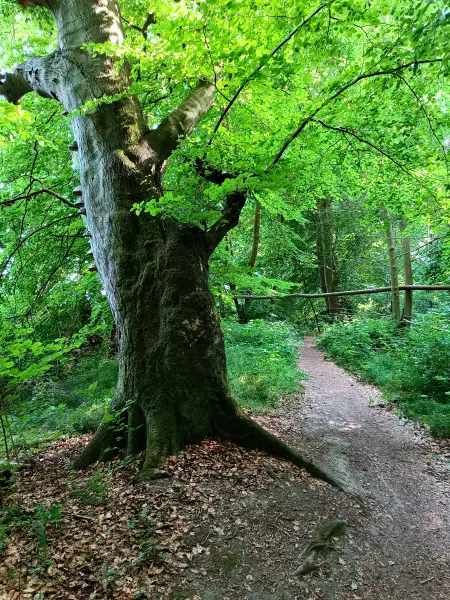 202506170-33 - Weg am Schweriner Außensee bei Gallentin, Mecklenburgische Seenplatte, Mecklenburg-Vorpommern, Deutschland