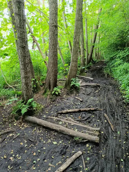 202506170-35 - Weg am Schweriner Außensee bei Gallentin, Mecklenburgische Seenplatte, Mecklenburg-Vorpommern, Deutschland