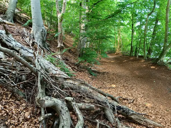 202506170-37 - Weg am Schweriner Außensee bei Gallentin, Mecklenburgische Seenplatte, Mecklenburg-Vorpommern, Deutschland