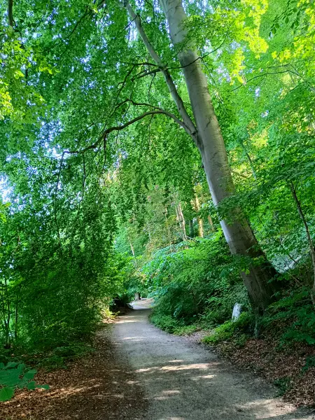 202506170-38 - Weg am Schweriner Außensee bei Gallentin, Mecklenburgische Seenplatte, Mecklenburg-Vorpommern, Deutschland