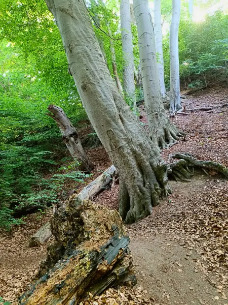 202506170-42 - Weg am Schweriner Außensee bei Lübstorf, Mecklenburgische Seenplatte, Mecklenburg-Vorpommern, Deutschland