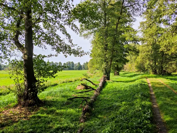 202310060-15 - Weg am Vetschauer Mühlenfließ bei Kaupen, Spreewald, Brandenburg, Deutschand
