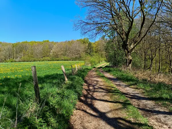 202604220-24 - Weg am Waldrand bei Vollem, Eifel, Nordrhein-Westfalen, Deutschland