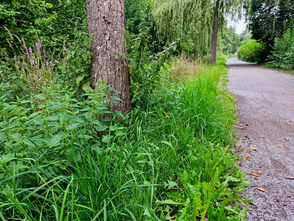202308151-04 - Weg an der Hamel in Hameln, Weserbergland, Niedersachsen, Deutschland