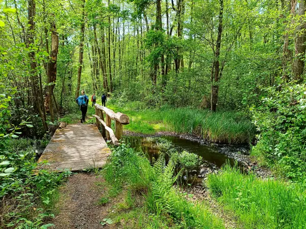202505080-35 - Weg durch das NSG Zarth bei Treuenbrietzen, Fläming, Brandenburg, Deutschland