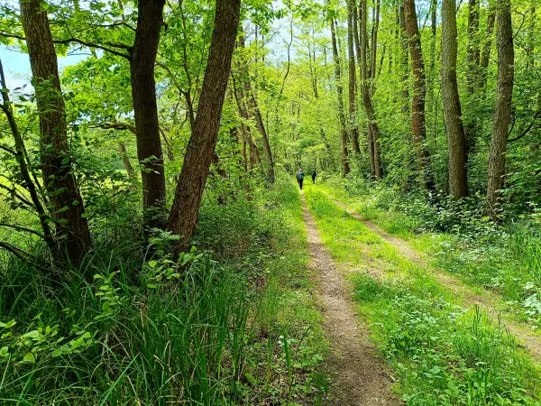 202505080-36 - Weg durch das NSG Zarth bei Treuenbrietzen, Fläming, Brandenburg, Deutschland