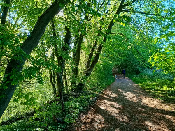202604230-03 - Weg im Düsseltal, Bergisches Land, Nordrhein-Westfalen, Deutschland