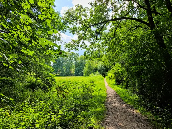 202308230-32 - Weg im NSG Duvenwischen in Volksdorf, Hamburg, Deutschland