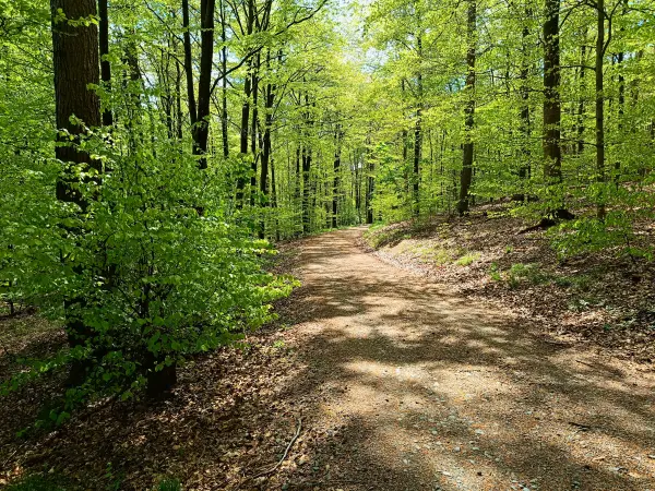 202604210-11 - Weg im Stadtwald Hagen, Ruhrgebiet, Nordrhein-Westfalen, Deutschland