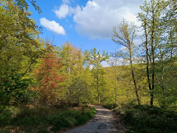 202604210-24 - Weg im Stadtwald Hagen, Ruhrgebiet, Nordrhein-Westfalen, Deutschland