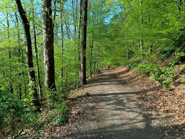 202604210-26 - Weg im Stadtwald Hagen, Ruhrgebiet, Nordrhein-Westfalen, Deutschland