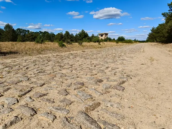 202508180-02 - Weg im Wildnisgebiet Jüterbog bei Luckenwalde, Fläming, Brandenburg, Deutschland