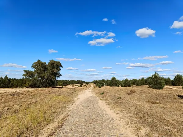 202508180-13 - Weg im Wildnisgebiet Jüterbog bei Luckenwalde, Fläming, Brandenburg, Deutschland