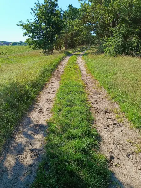 202608080-12 - Weg nach Klein Ziescht, Fläming, Brandenburg, Deutschland
