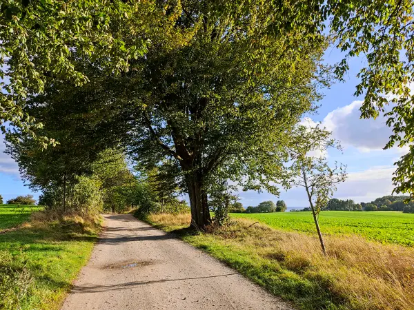 202310160-25 - Weg von Putbus nach Neuendorf, Rügen, Mecklenburg-Vorpommern, Deutschland
