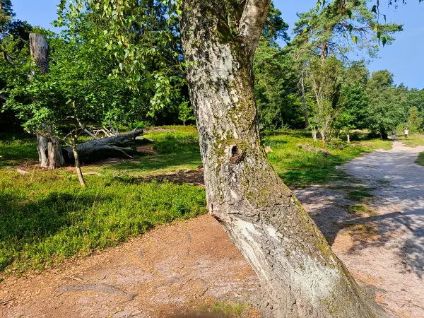 202308240-03 - Weg zum Büsenbachtal, Lüneburger Heide, Niedersachsen, Deutschland
