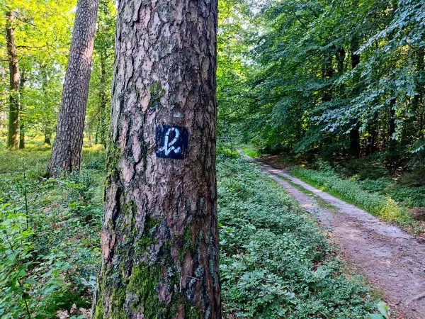 202308210-11 - Wegmarkierung bei Overhaverbeck, Lüneburger Heide, Niedersachsen, Deutschland