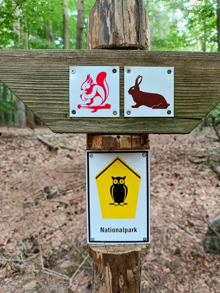 202508200-02 - Wegweiser im Müritz-Nationalpark bei Waren, Mecklenburgische Seenplatte, Mecklenburg-Vorpommern, Deutschland