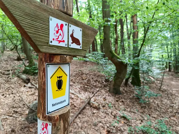 202508200-03 - Wegweiser im Müritz-Nationalpark bei Waren, Mecklenburgische Seenplatte, Mecklenburg-Vorpommern, Deutschland