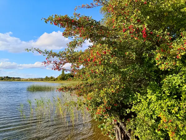 202508200-29 - Weißdorn am Feisnecksee im Müritz-Nationalpark, Mecklenburgische Seenplatte, Mecklenburg-Vorpommern, Deutschland
