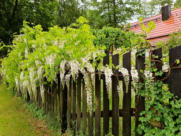 202505170-33 - Weißer Blauregen bei Groß Schauen, Seenland Oder-Spree, Brandenburg, Deutschland