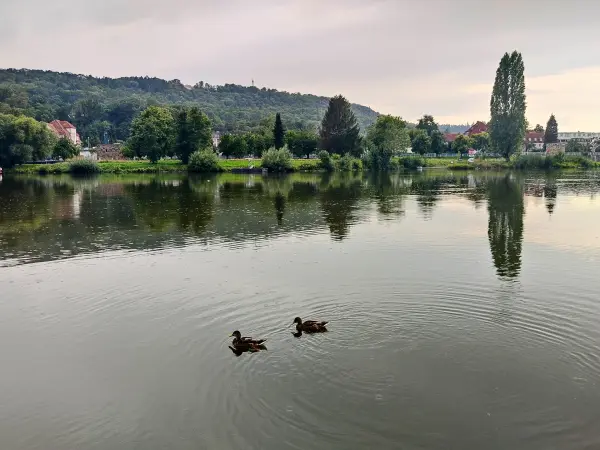202308151-08 - Weser bei Hameln, Weserbergland, Niedersachsen, Deutschland