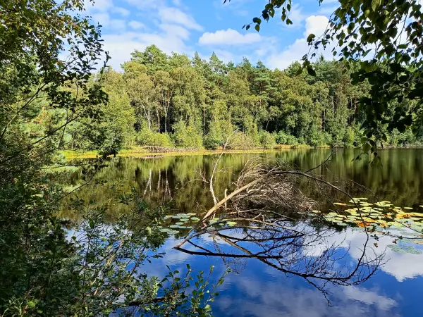 202508200-09 - Wienpietschseen im Müritz-Nationalpark, Mecklenburgische Seenplatte, Mecklenburg-Vorpommern, Deutschland
