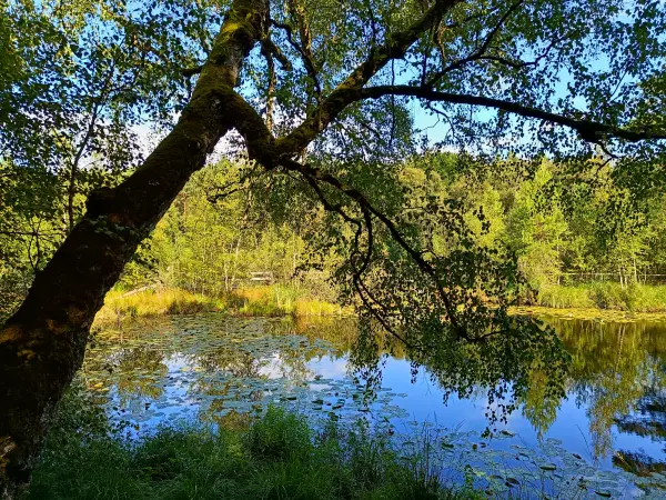 202508200-10 - Wienpietschseen im Müritz-Nationalpark, Mecklenburgische Seenplatte, Mecklenburg-Vorpommern, Deutschland