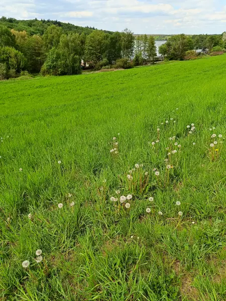 202605090-14 - Wiese am Wolletzsee, Uckermark, Brandenburg, Deutschland