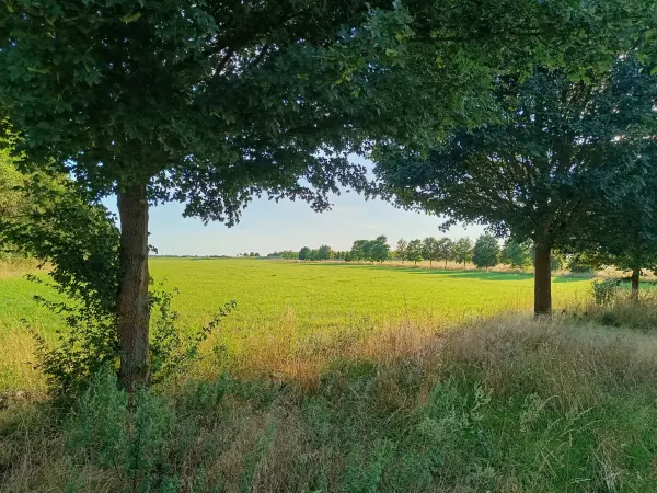 202607280-17 - Wiese bei Großziethen, Fläming, Brandenburg, Deutschland
