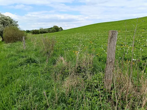 202605090-25 - Wiese bei Louisenhof, Uckermark, Brandenburg, Deutschland