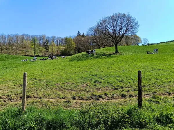 202604220-30 - Wiese mit Kühen bei Vussem, Eifel, Nordrhein-Westfalen, Deutschland