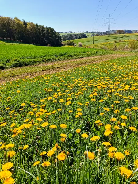 202604220-06 - Wiese mit Löwenzahn bei Dottel, Eifel, Nordrhein-Westfalen, Deutschland