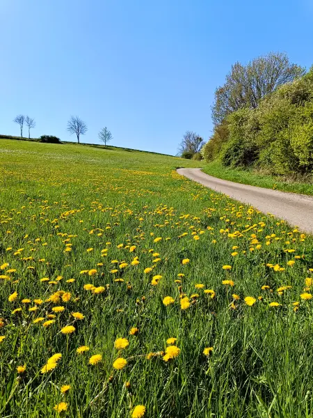 202604220-01 - Wiese mit Löwenzahn bei Scheven, Eifel, Nordrhein-Westfalen, Deutschland